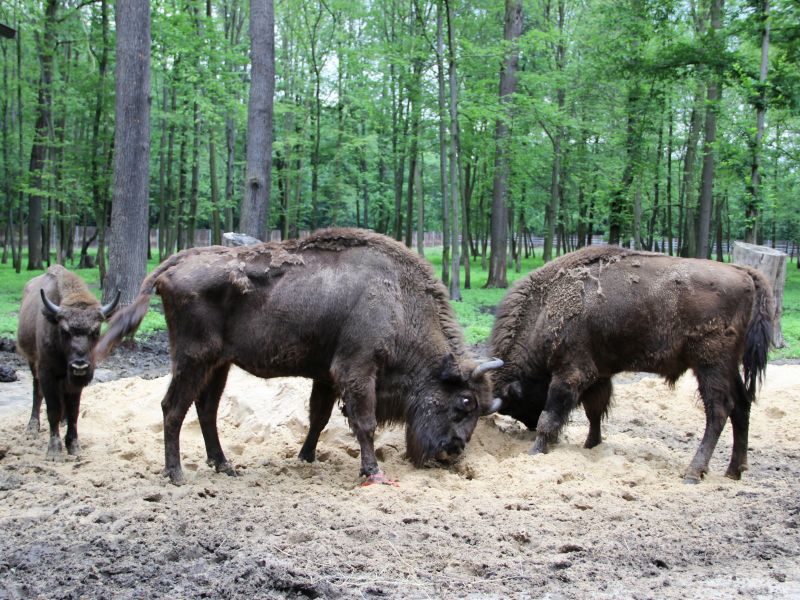 Bison farm