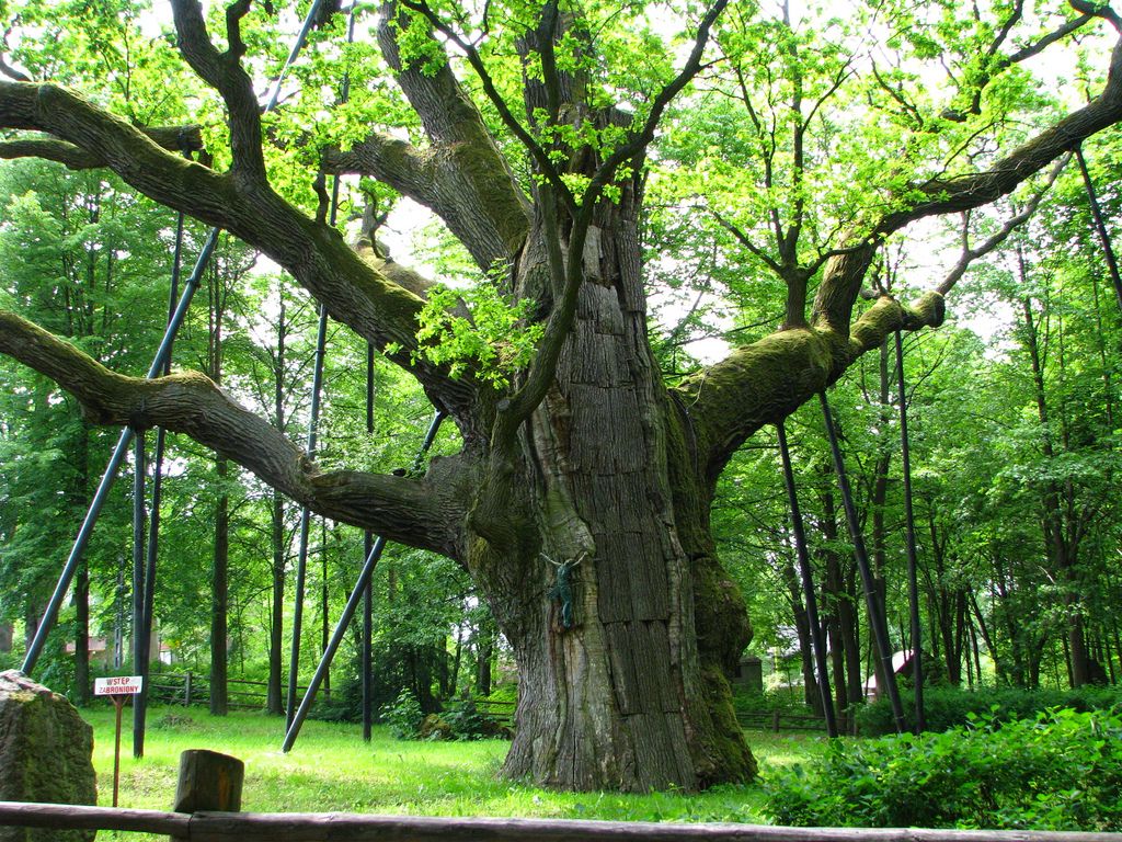 Bartek Oak