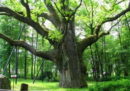 Bartek Oak