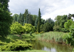 Collection of trees in the background of the pond