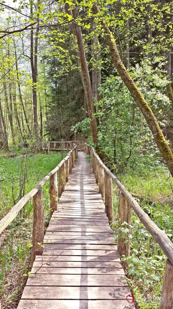 Footbridge among wetlands