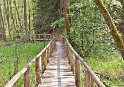 Footbridge among wetlands