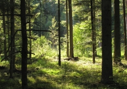 Janowskie Forests Landscape Park