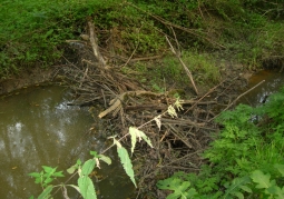 Beaver dam in the reserve