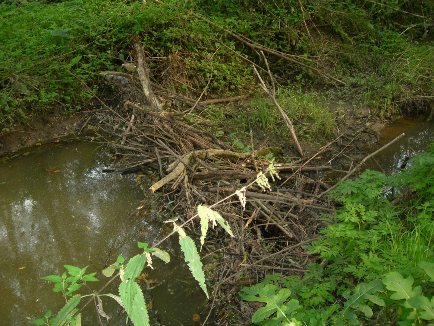 Beaver dam in the reserve