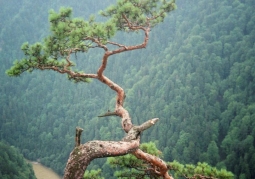 Relict pine under the Sokolica peak