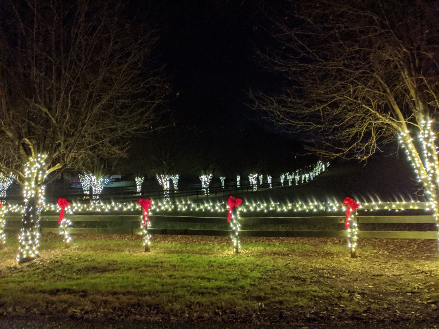 Light Sighting, Christmas lights in Knoxville, TN (photo 1)