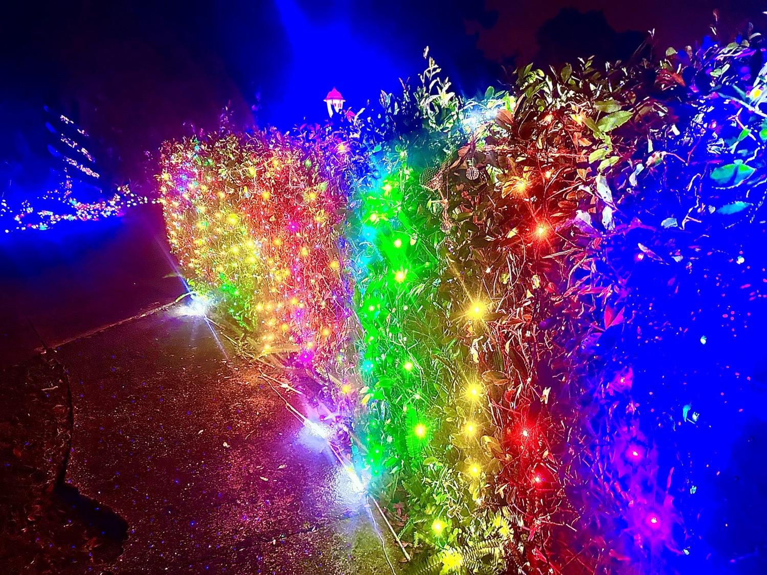 Club Christmas With DJ Santa, Christmas lights in Titusville, FL (photo 4)