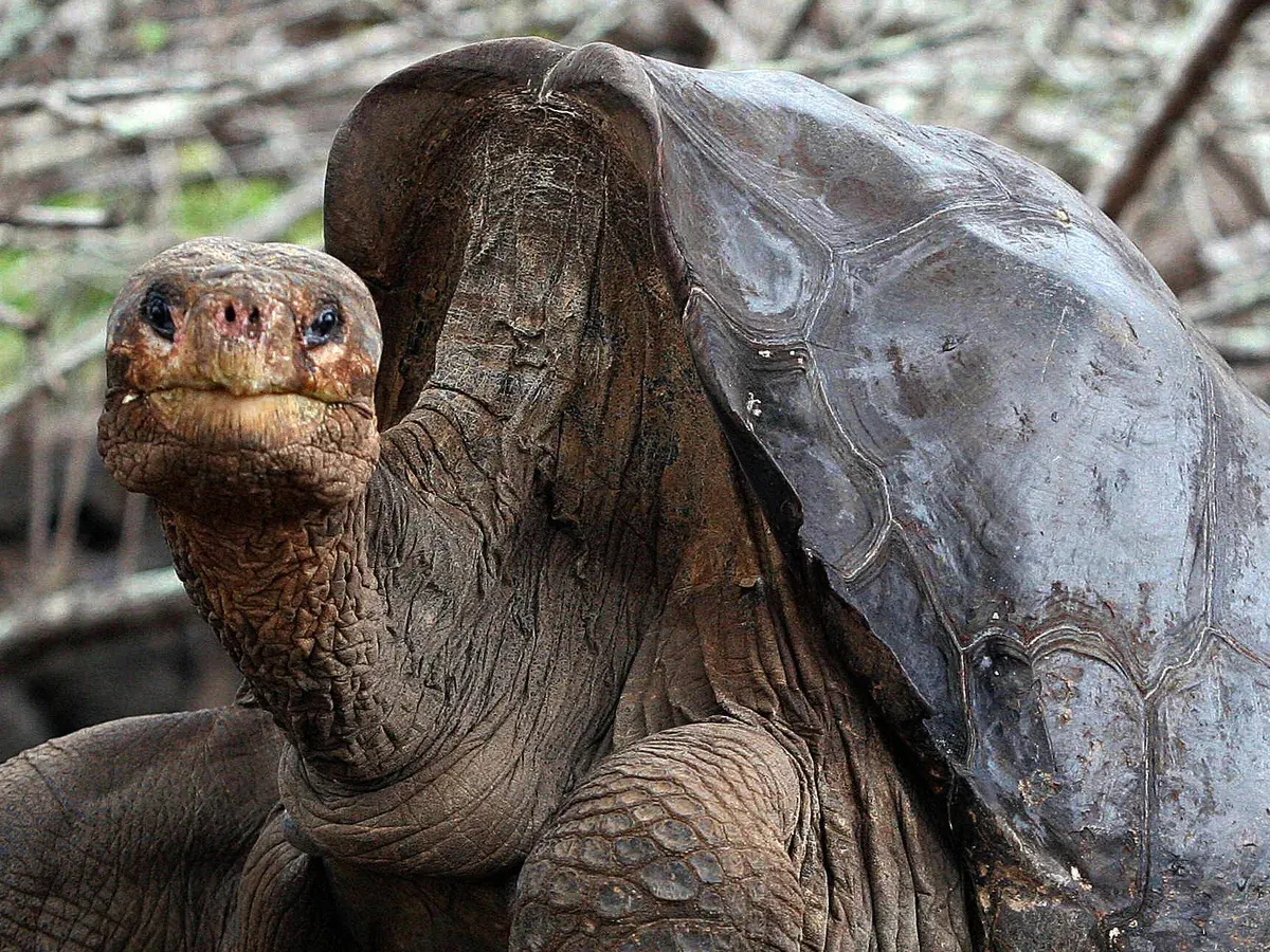 Lonesome George