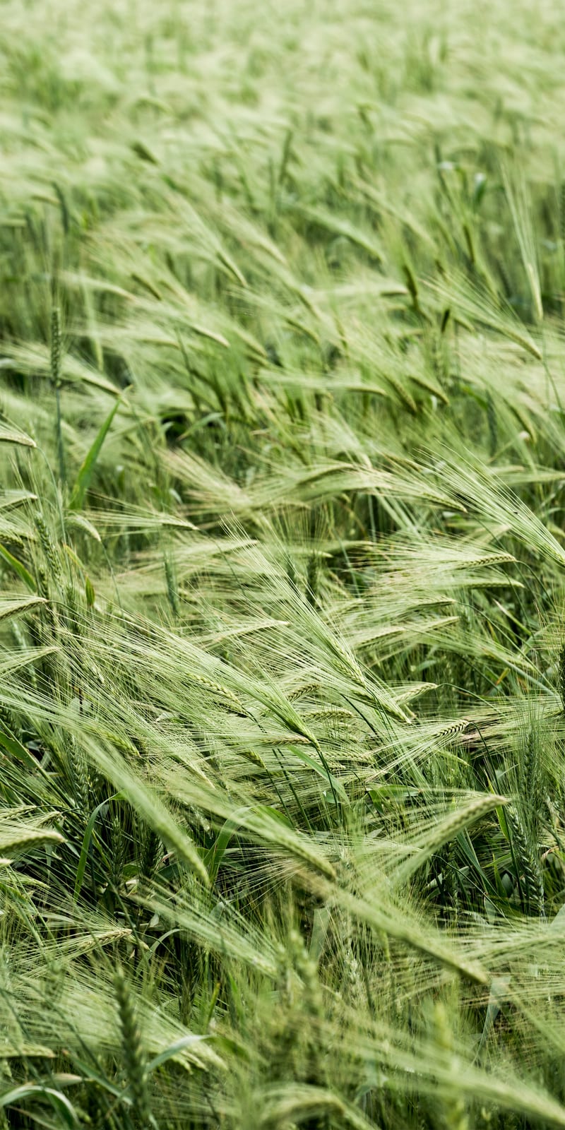 Whispering Fields