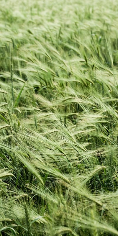 Whispering Fields