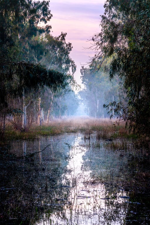 Misty Morning