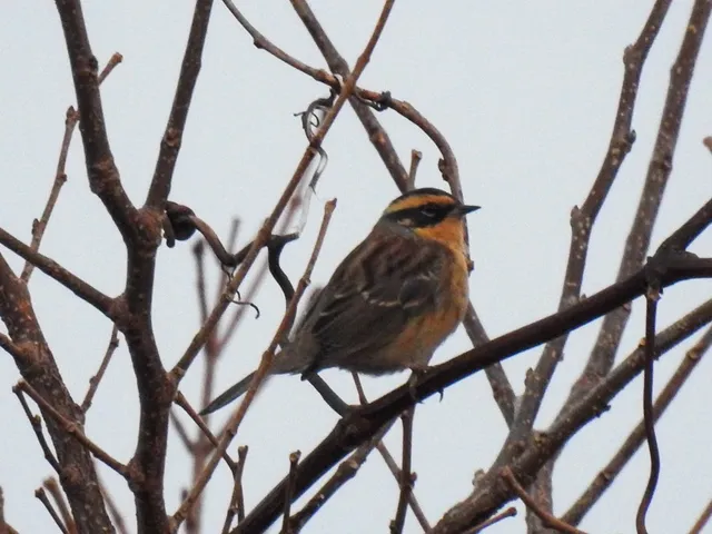 Species Image
