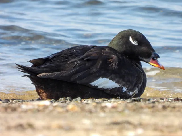 Species Image