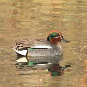 Species Image