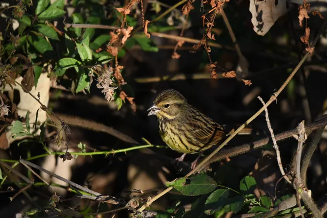 野鳥の写真