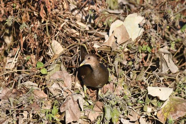 野鳥の写真