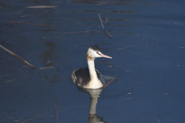 野鳥の写真