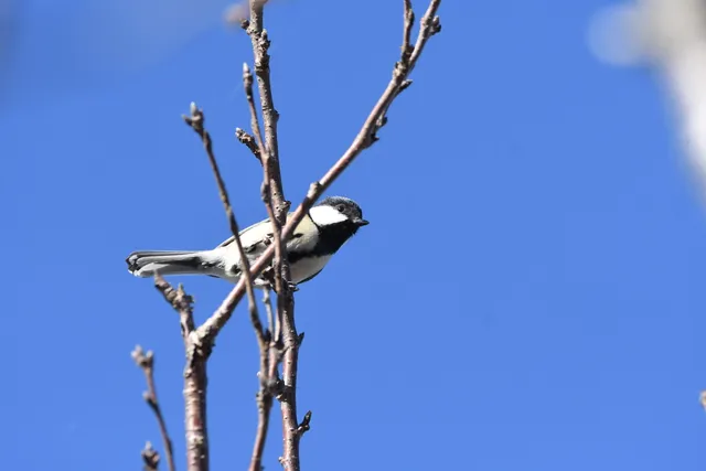 野鳥の写真