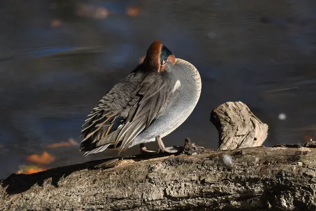 野鳥の写真