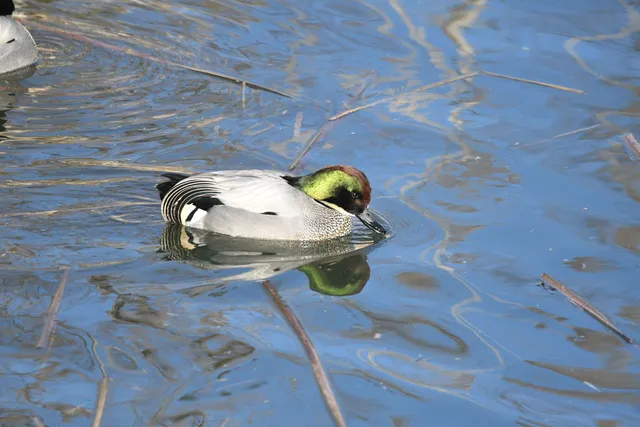 野鳥の写真