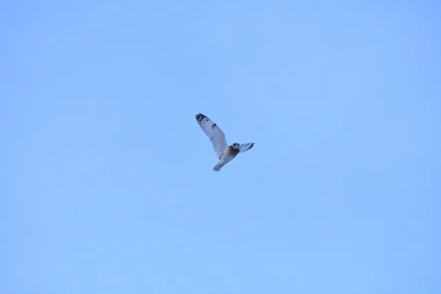 野鳥の写真