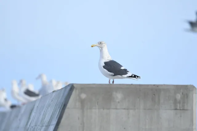 野鳥の写真