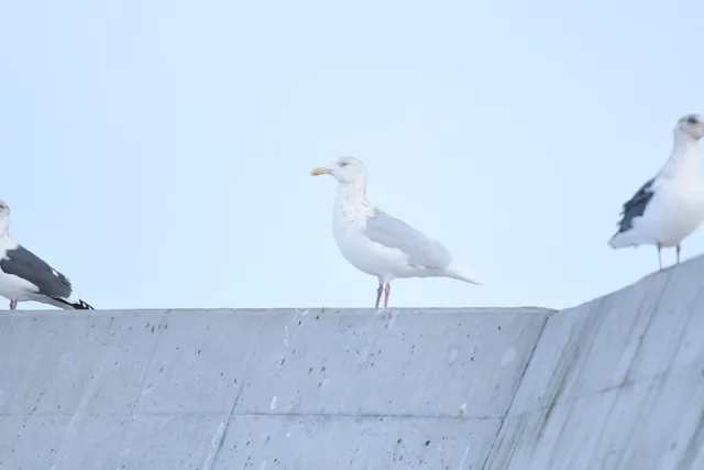 野鳥の写真