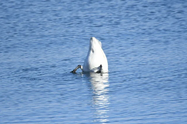 野鳥の写真