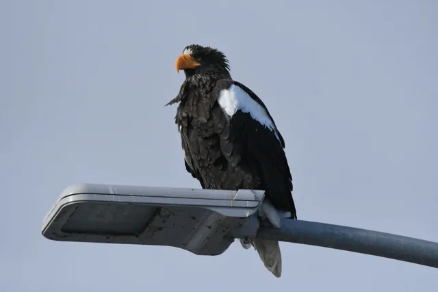 野鳥の写真