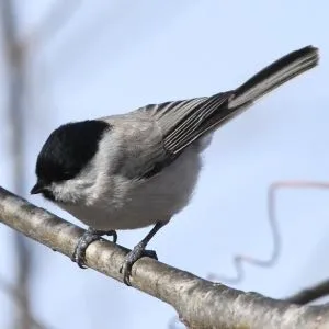 野鳥の写真