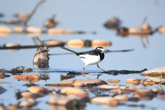 野鳥の写真