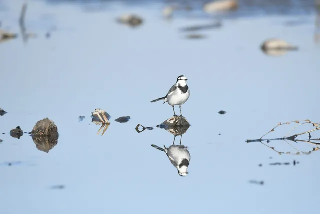 野鳥の写真