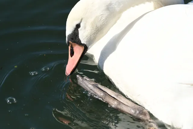 野鳥の写真