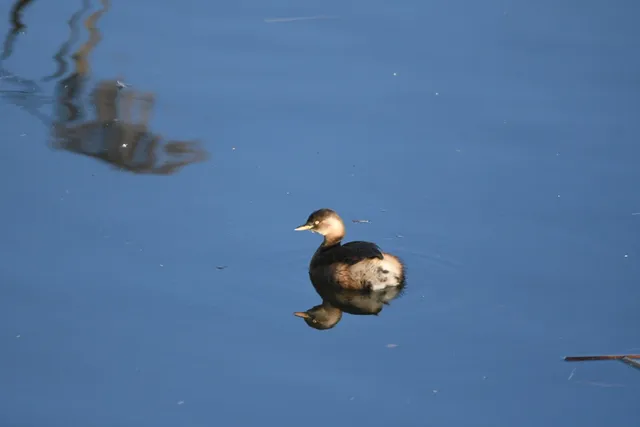 野鳥の写真
