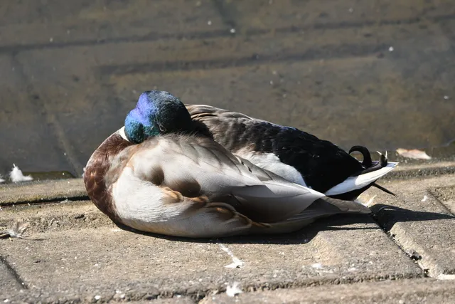 野鳥の写真