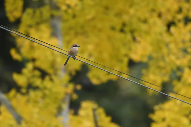野鳥の写真