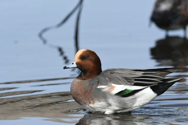 野鳥の写真