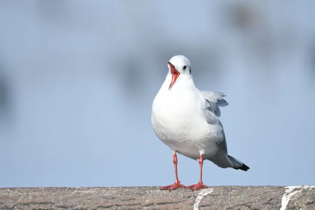 野鳥の写真