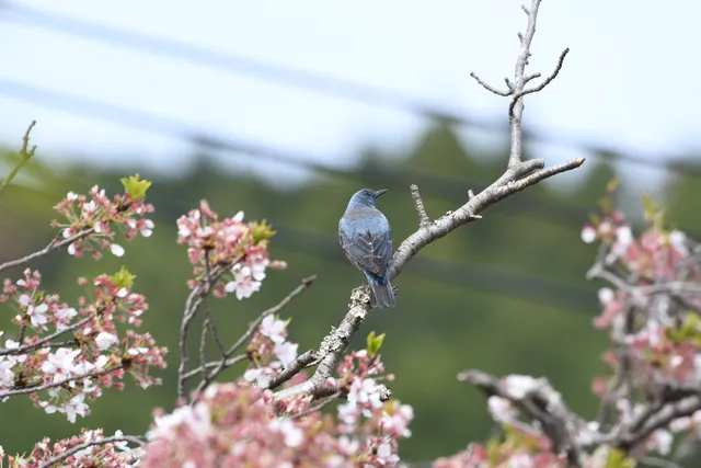 野鳥の写真