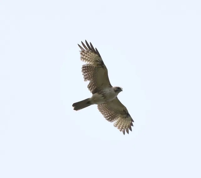 野鳥の写真