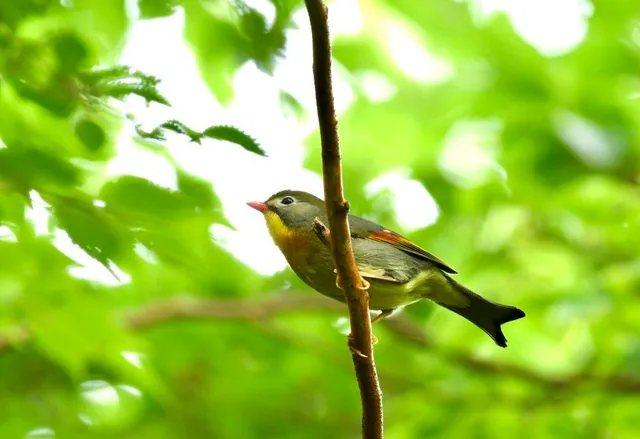 野鳥の写真