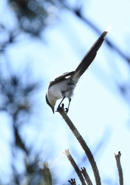 野鳥の写真