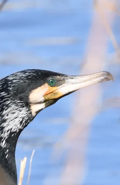 野鳥の写真