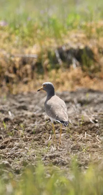 野鳥の写真