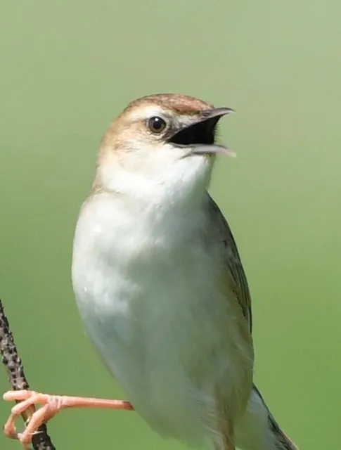 野鳥の写真