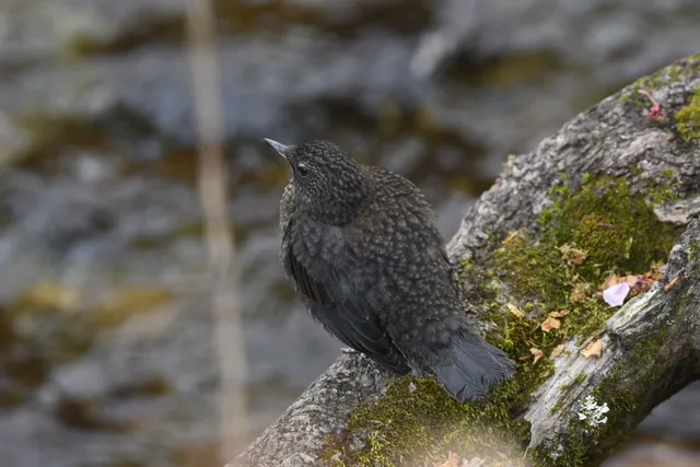 野鳥の写真