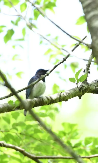 野鳥の写真