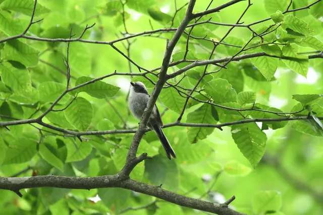 野鳥の写真