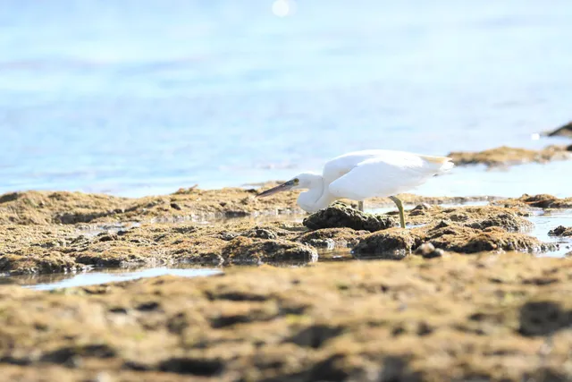 野鳥の写真